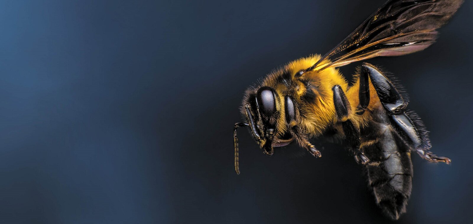 Der Kärntner Biodiversitätspreis